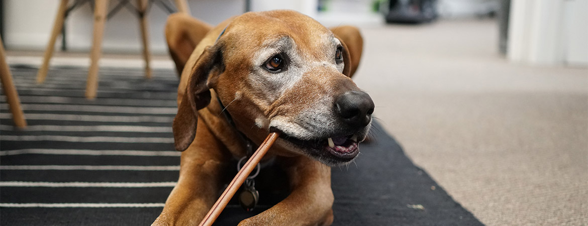 Bring-your-dog-to-work-day